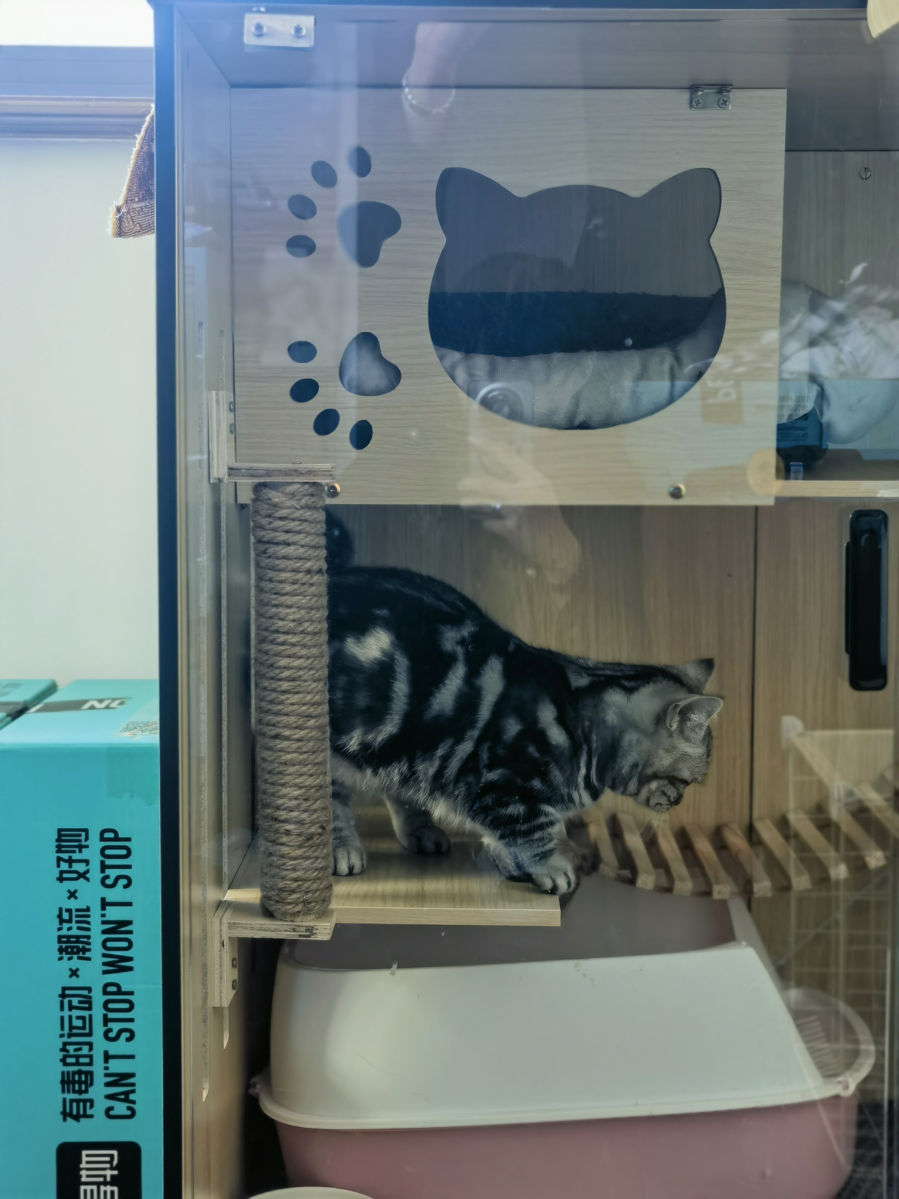 美短曼基康矮脚猫超胖！！